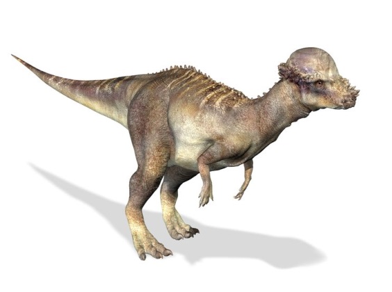 パキケファロサウルスの画像