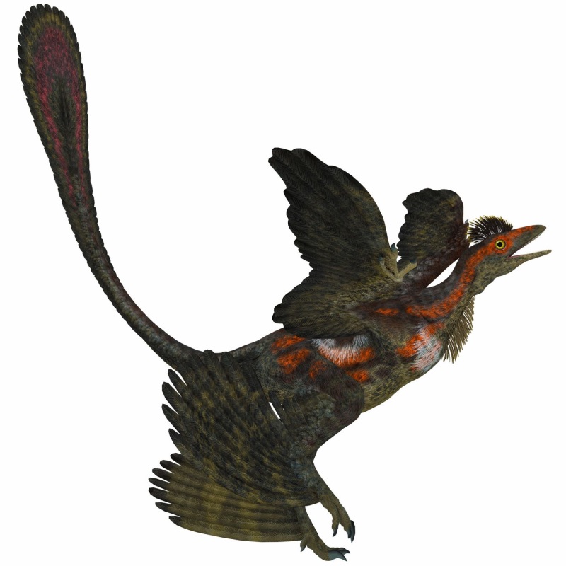 ミクロラプトル Microraptor 恐竜図鑑