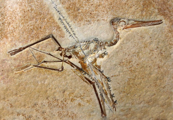 プテロダクティルスの化石